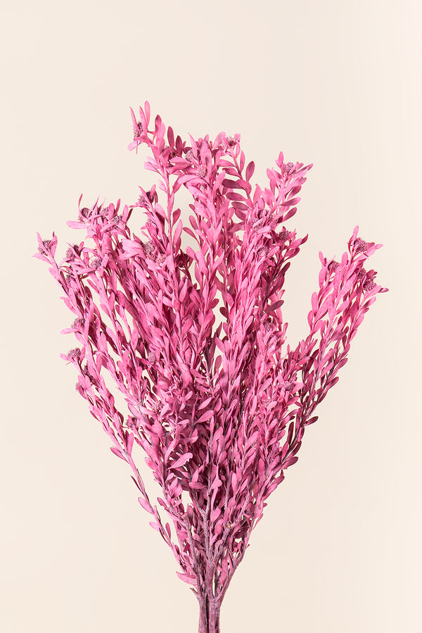 Pubescens