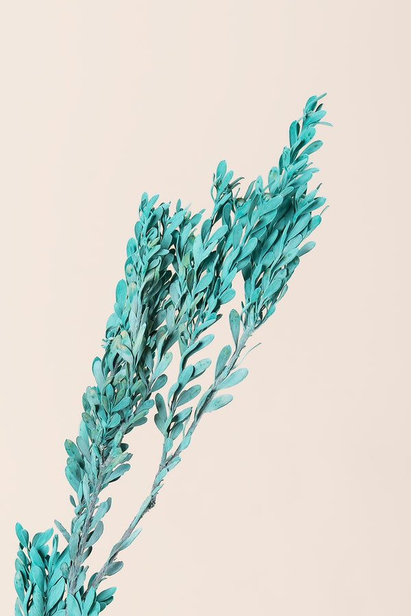 Pubescens