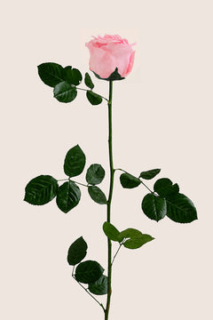 Pastel Pink