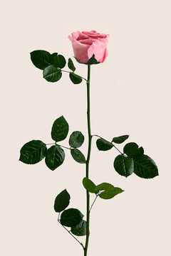 Vintage Cherry
