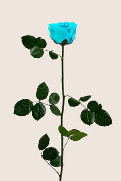 Bright Turquoise