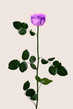 Bright Lilac