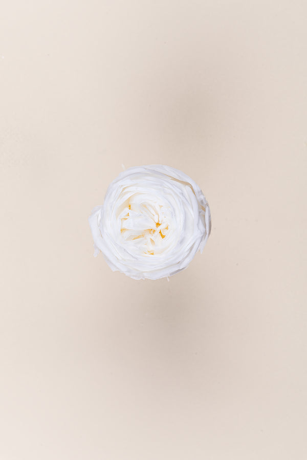 Rosa Jardín- Sección 6 cabezas