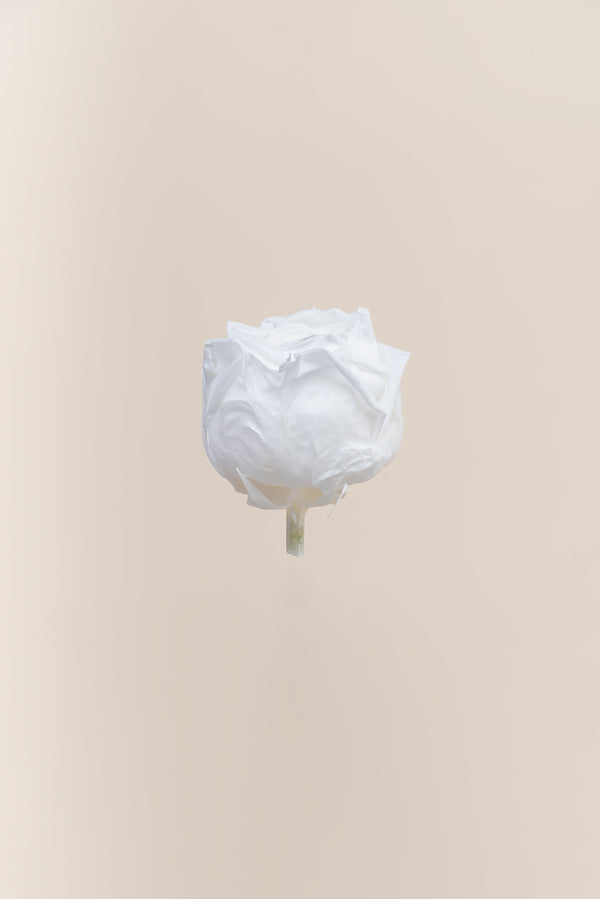 Rosa Jardín- Sección 6 cabezas