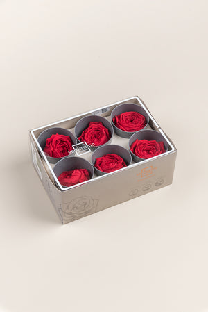Rose Garden - Box 6 heads