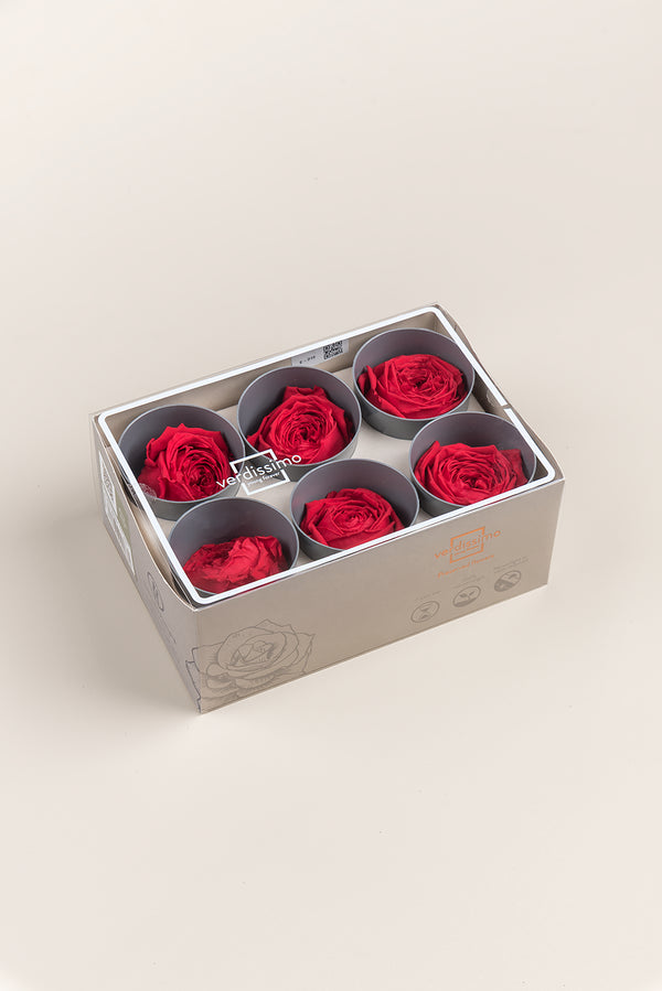Rosa Jardín- Sección 6 cabezas
