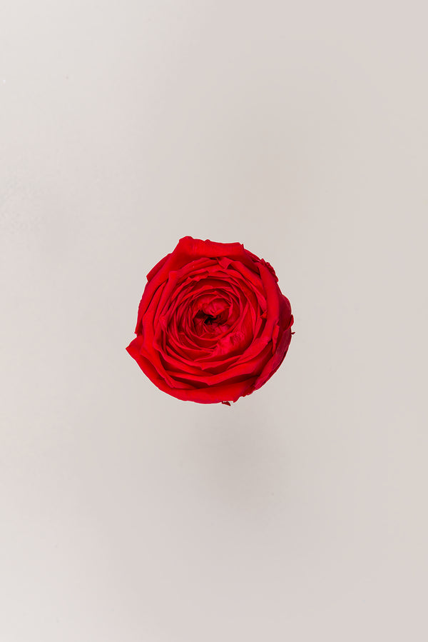 Rosa Jardín- Sección 6 cabezas