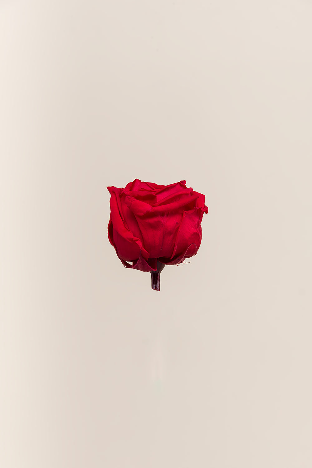Rose Garden - Box 6 heads