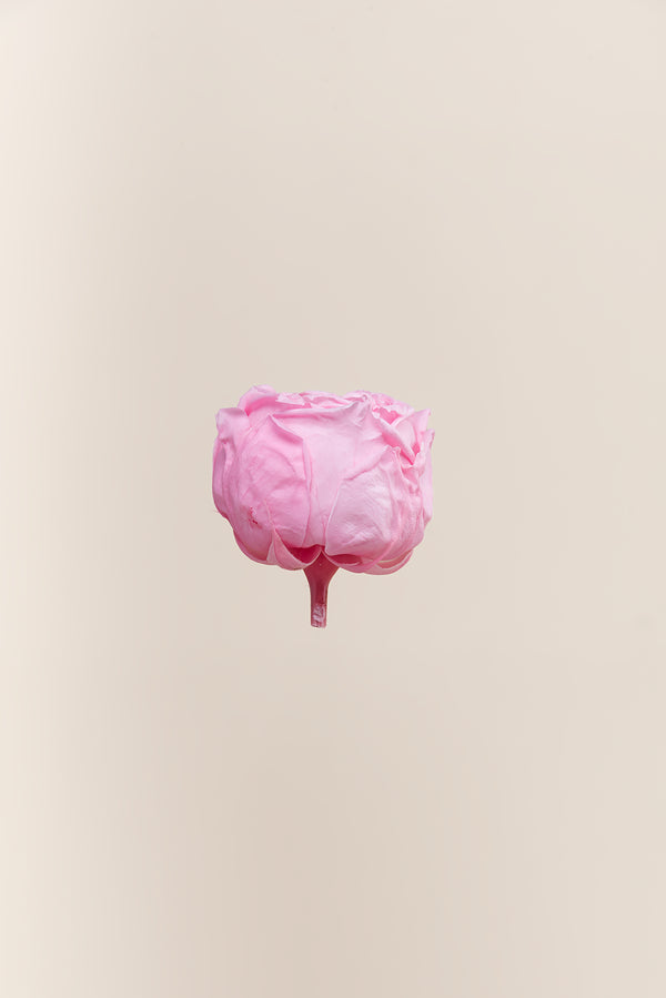 Rosa Jardín- Sección 6 cabezas