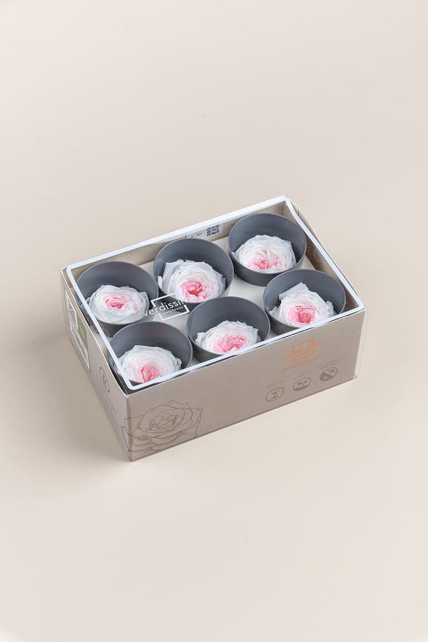 Rosa Jardín- Sección 6 cabezas