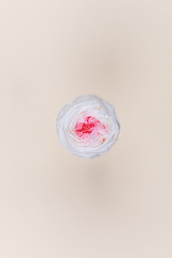 Rosa Jardín- Sección 6 cabezas
