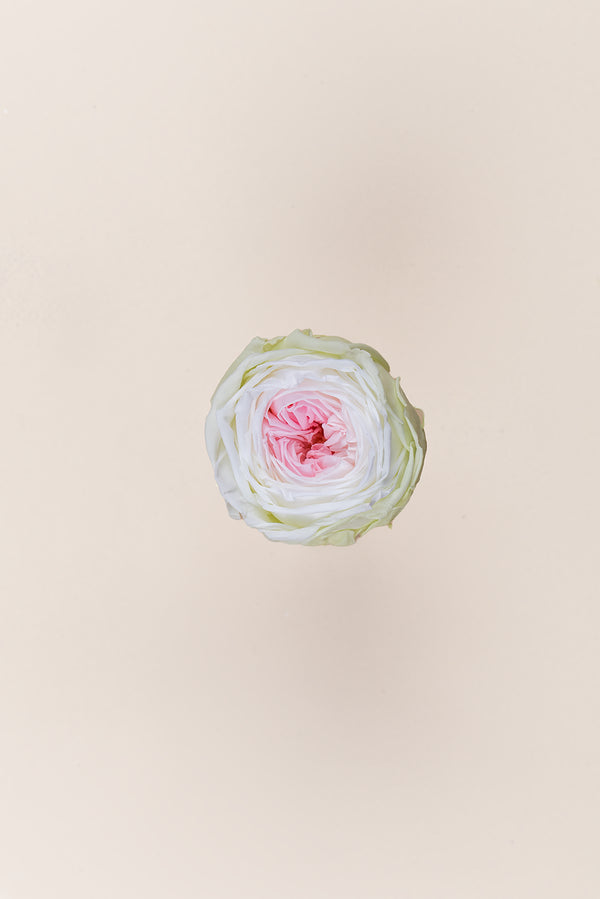 Rosa Jardín- Sección 6 cabezas