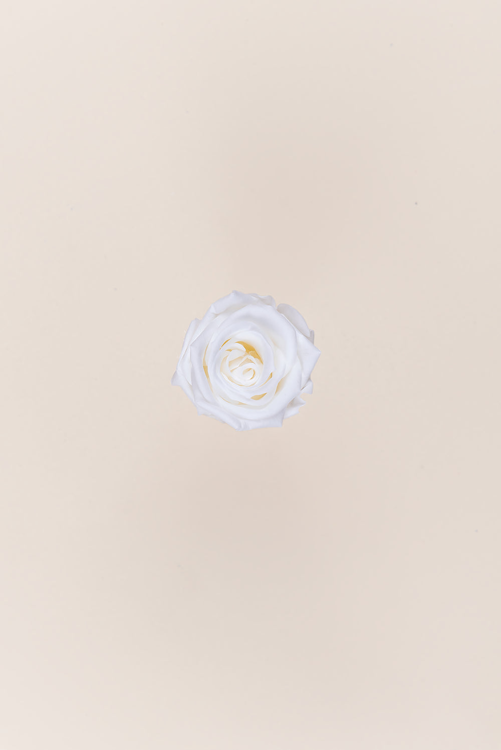 Rose médium en vrac - Paquet de 192 u.