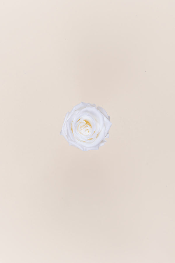 Rose Medium - Boîte 8 têtes