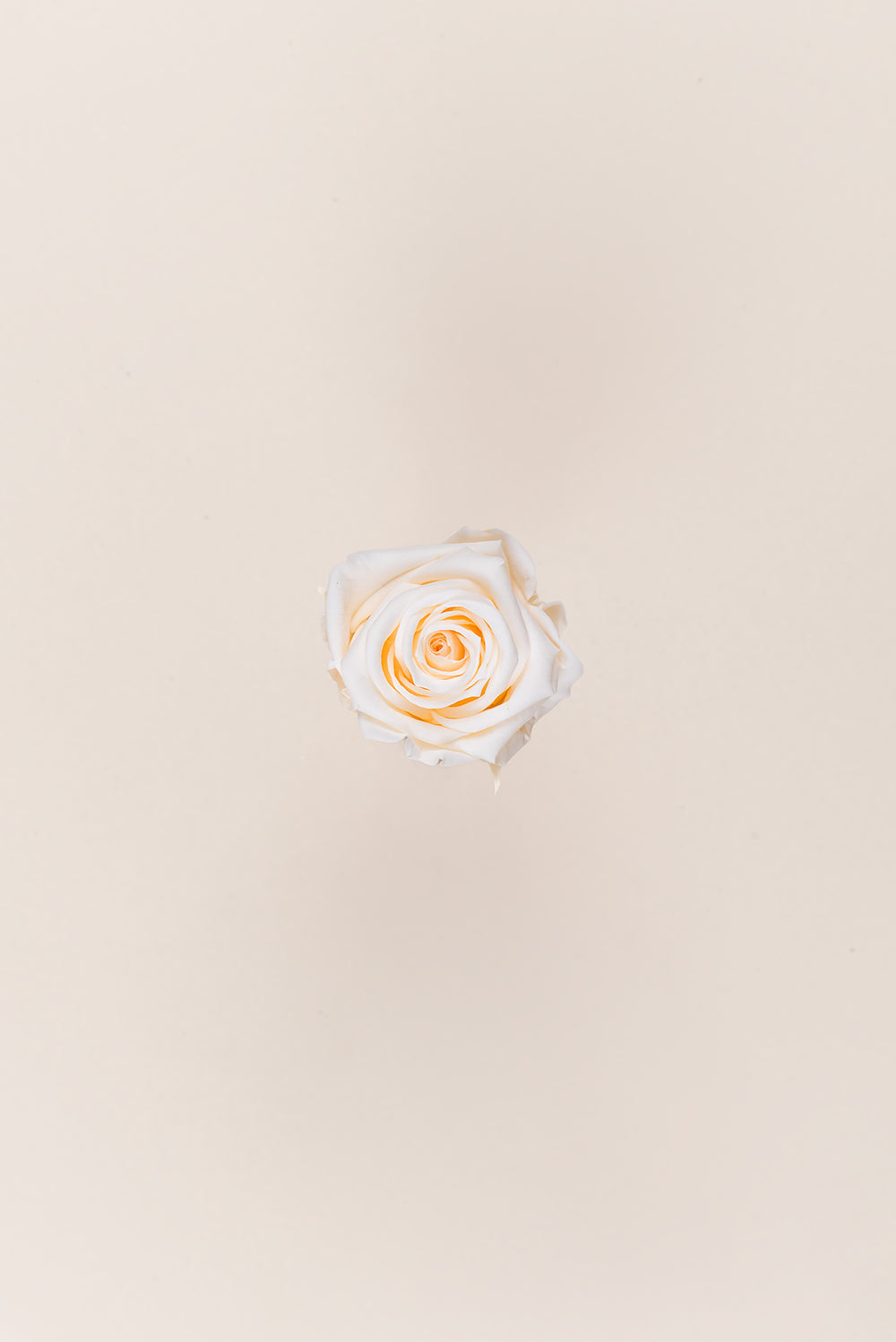 Rose médium en vrac - Paquet de 192 u.