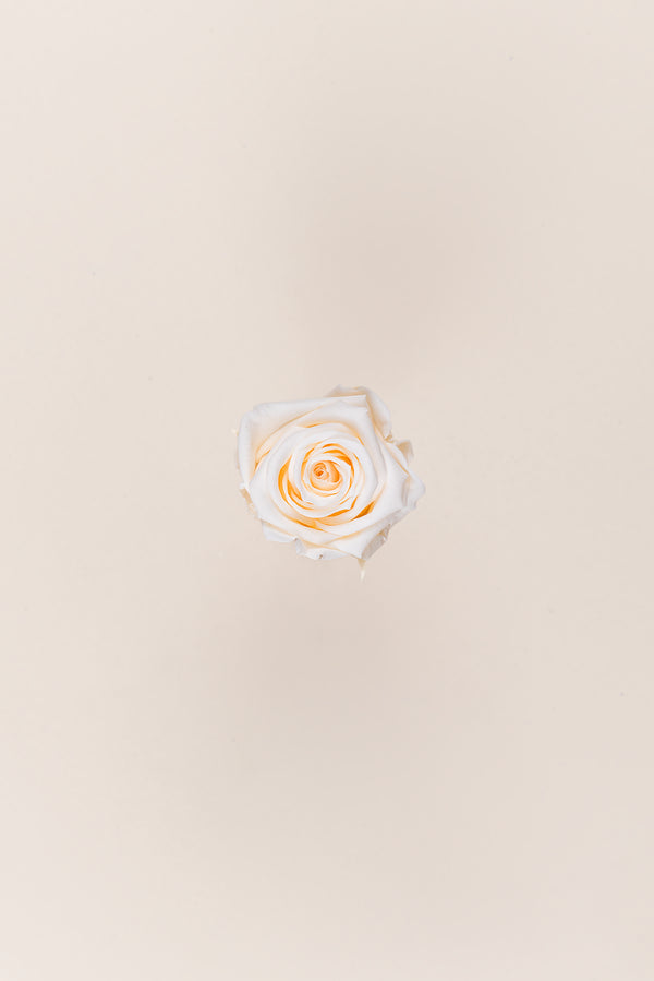 Rose Medium - Boîte 8 têtes