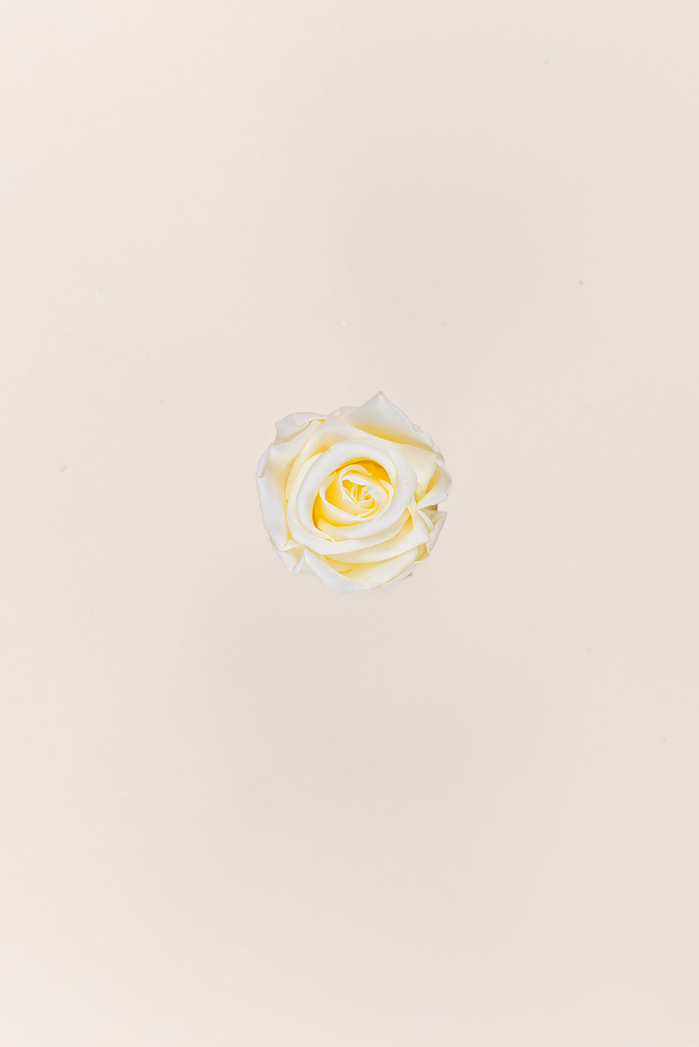 Rose médium en vrac - Paquet de 192 u.