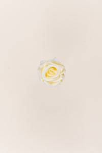 Vanilla Cream