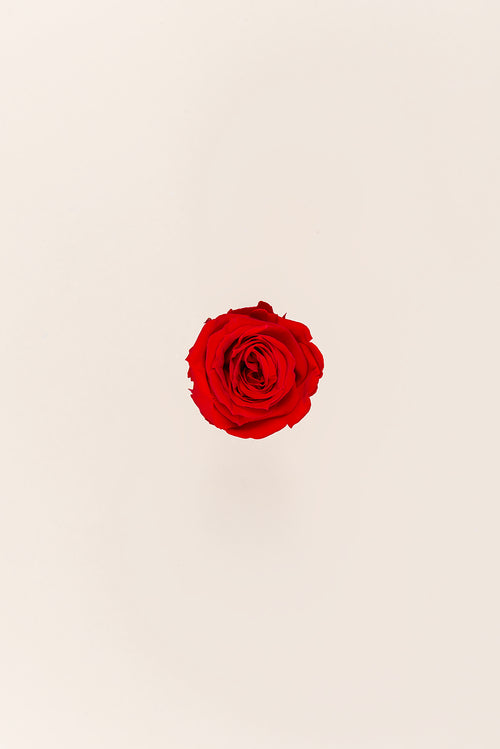 Rose Medium Bulk - Pack 192 u.