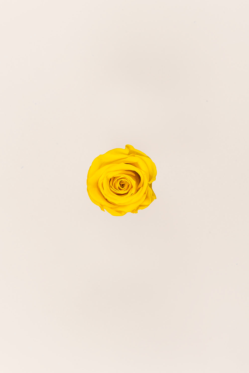Rose médium en vrac - Paquet de 192 u.