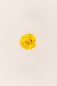 Bright Yellow