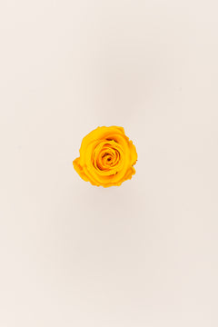 Jaune chaud