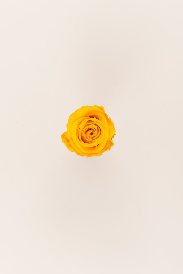 Rose Medium - Boîte 8 têtes