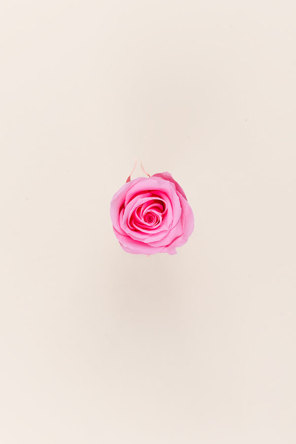 Rose Medium - Boîte 8 têtes
