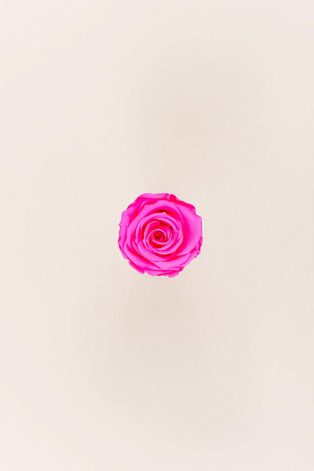Rose médium en vrac - Paquet de 192 u.