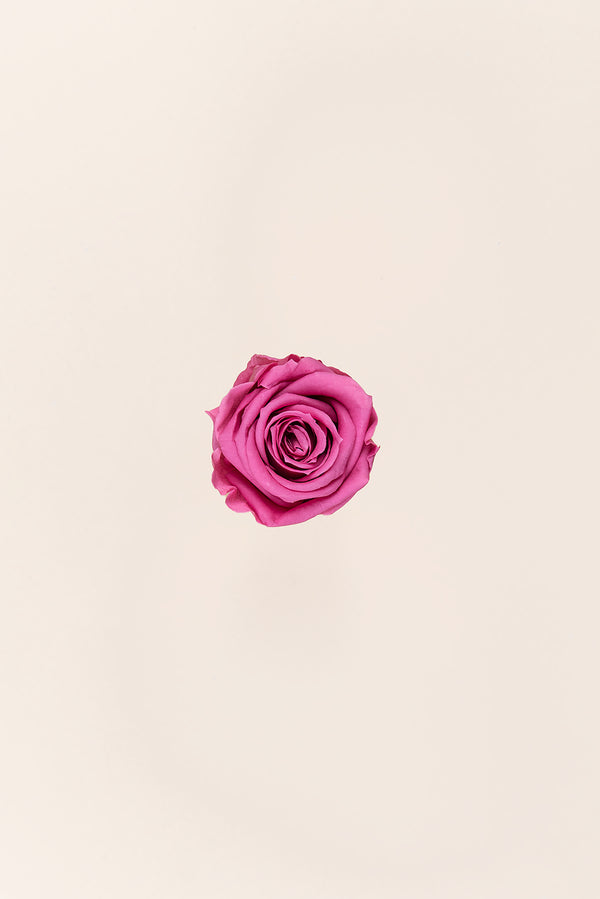 Rose Medium - Boîte 8 têtes