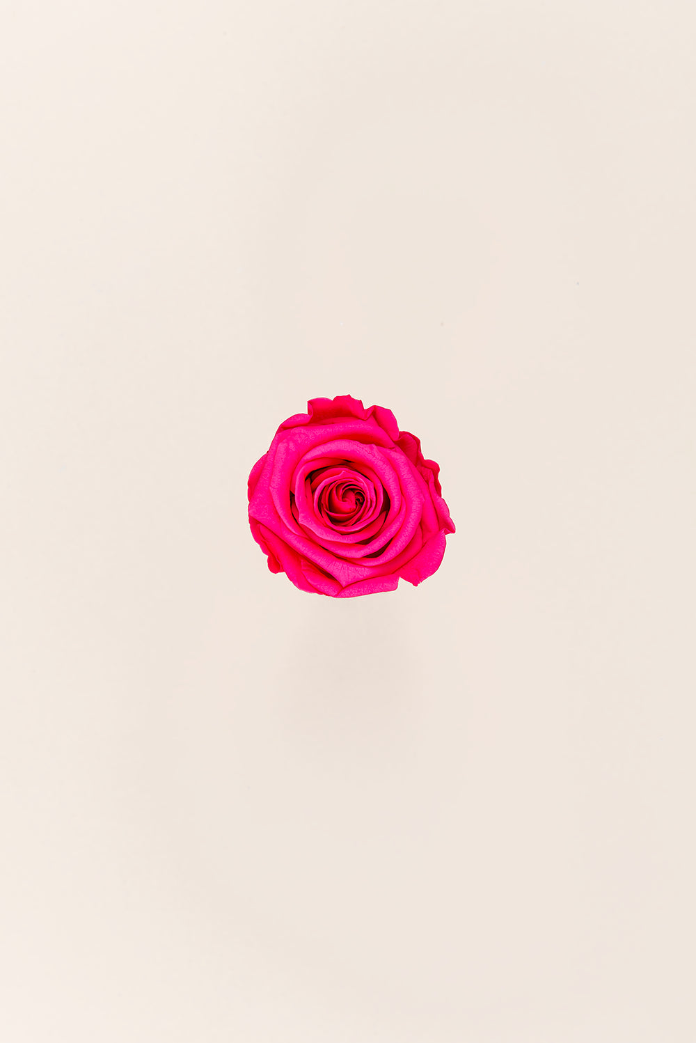 Rose médium en vrac - Paquet de 192 u.