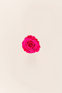 Dark Pink