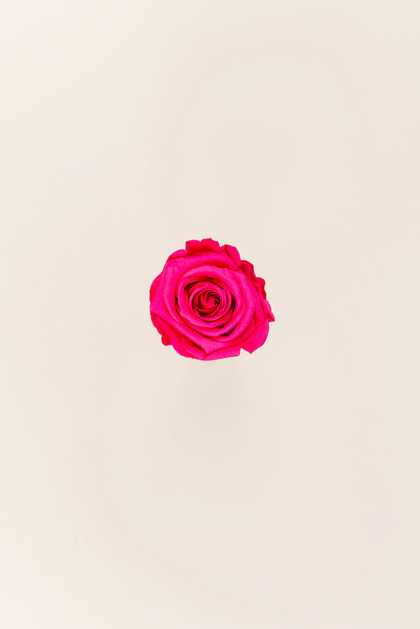 Rose Medium - Boîte 8 têtes