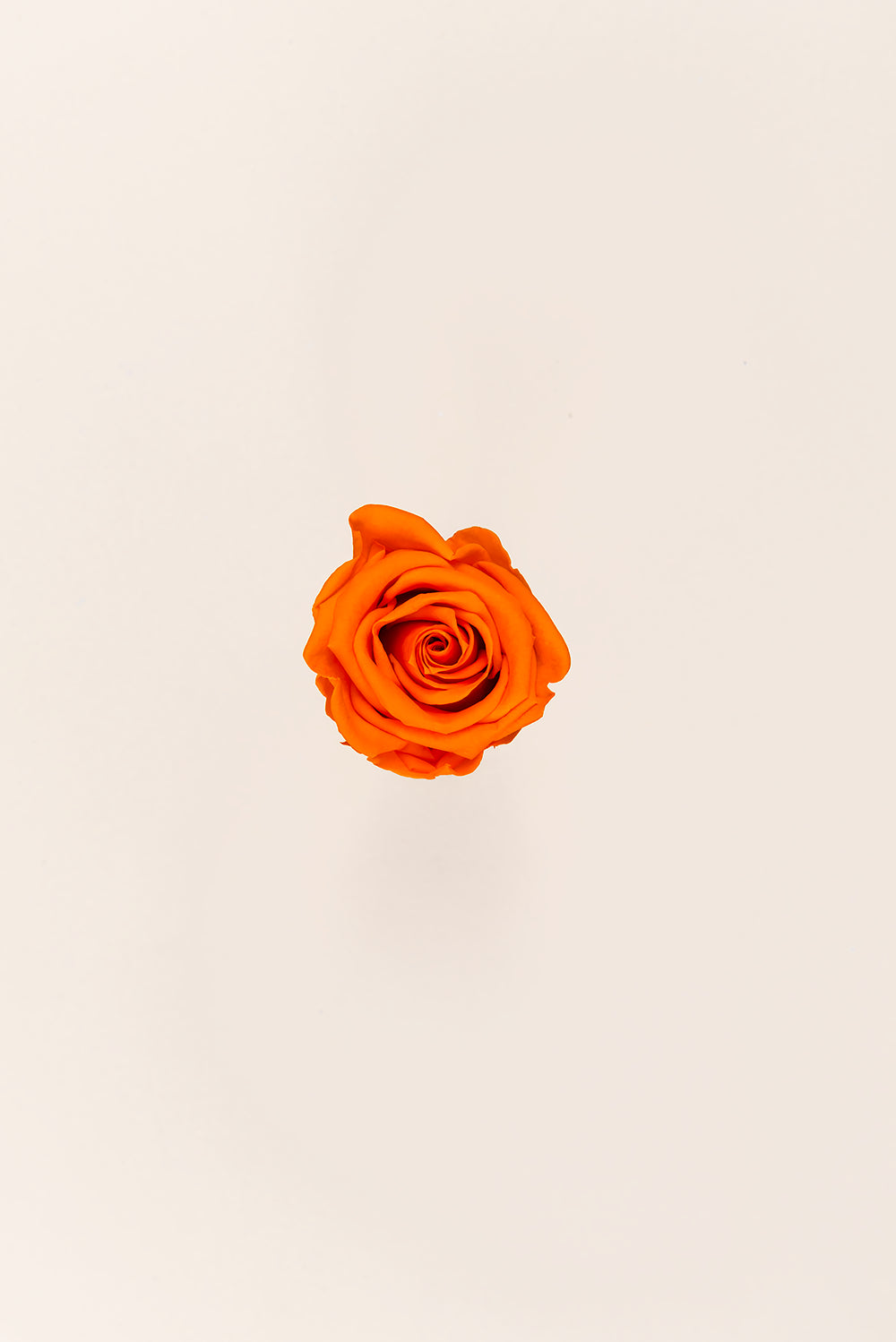 Rose Medium - Boîte 8 têtes