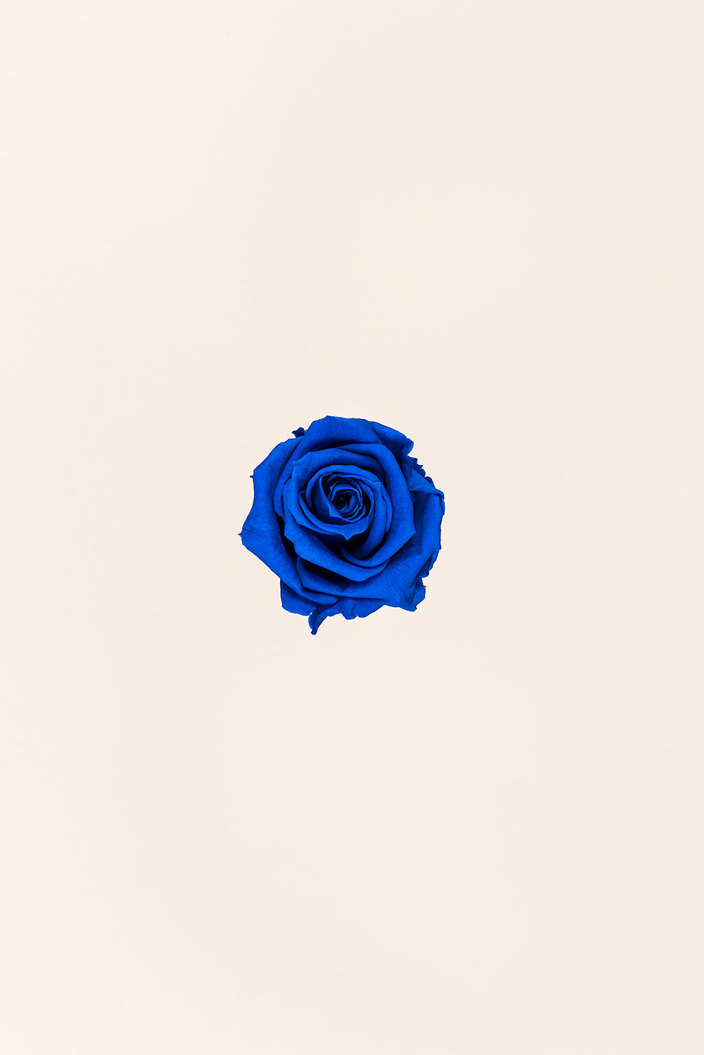 Rose médium en vrac - Paquet de 192 u.