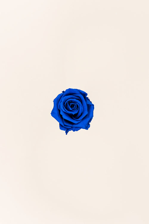 Rose Medium Bulk - Pack 192 u.