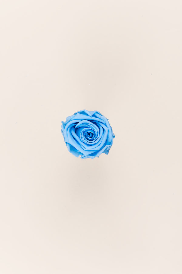 Rose Medium - Boîte 8 têtes