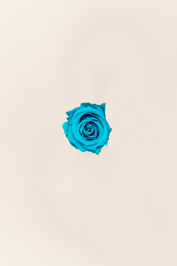 Rose Medium - Boîte 8 têtes