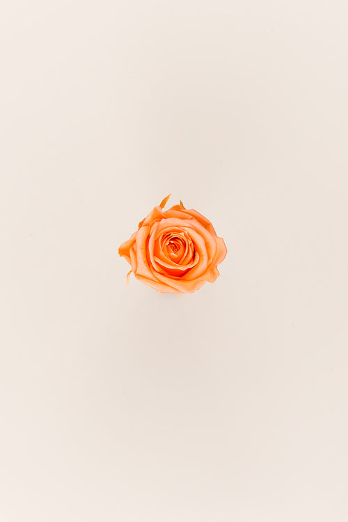 Rose Medium Bulk - Pack 192 u.