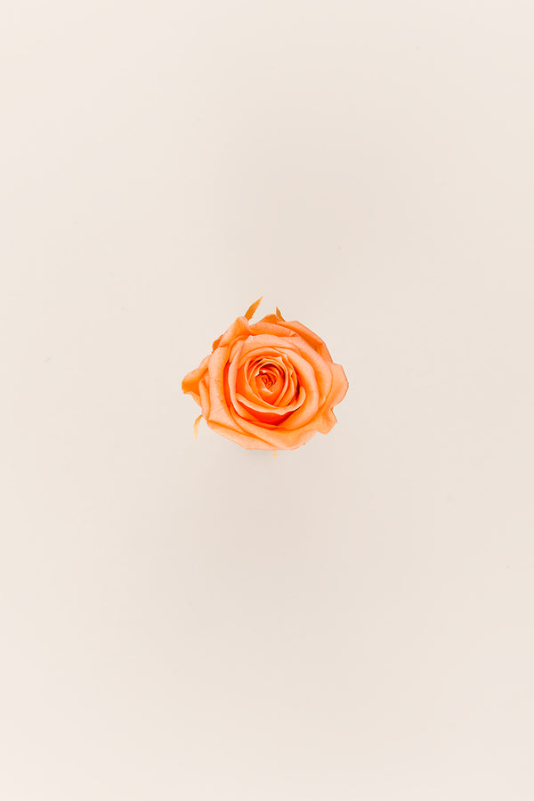 Rose Medium - Boîte 8 têtes