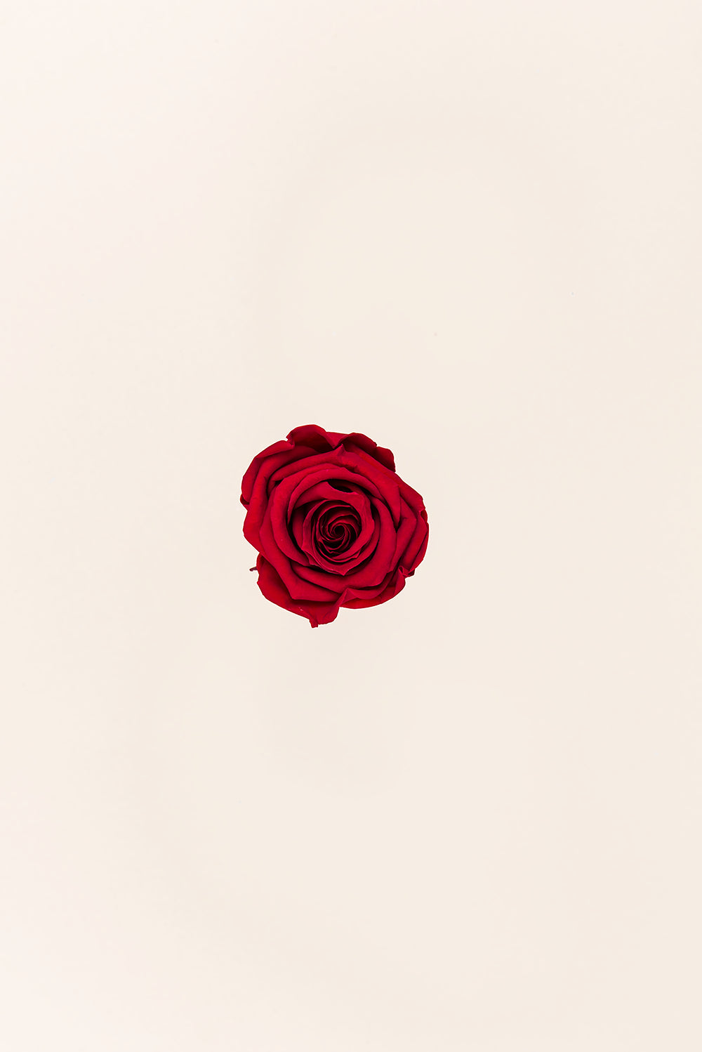 Rose médium en vrac - Paquet de 192 u.