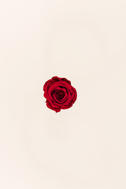 Rose Medium Bulk - Pack 192 u.