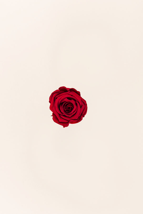 Rose Medium - Boîte 8 têtes