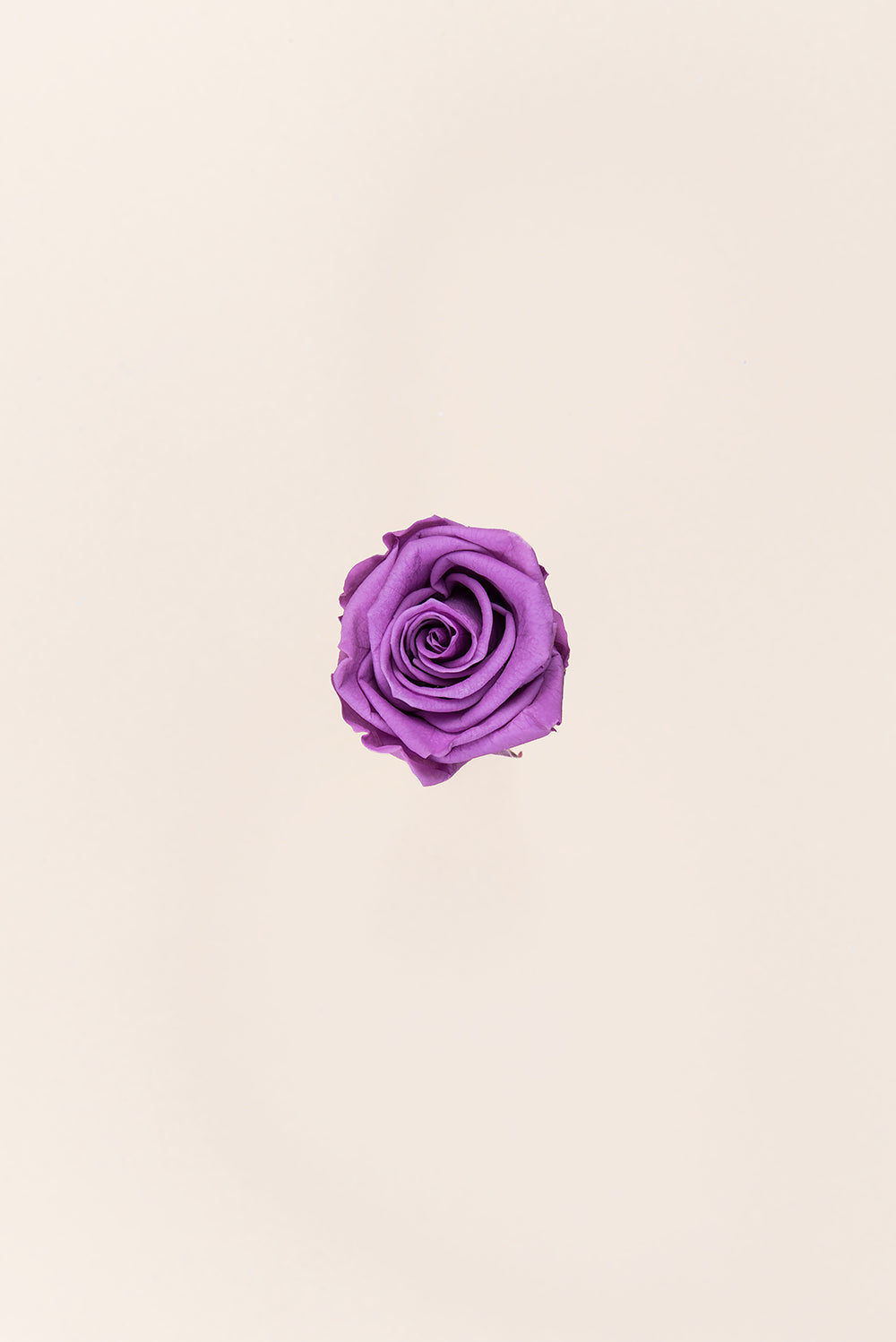 Rose médium en vrac - Paquet de 192 u.