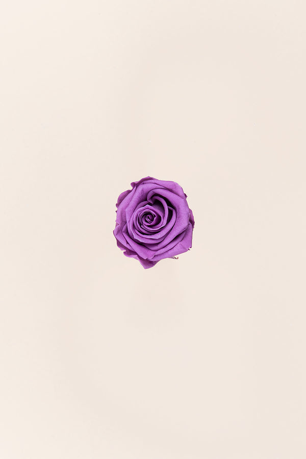 Rose Medium - Boîte 8 têtes