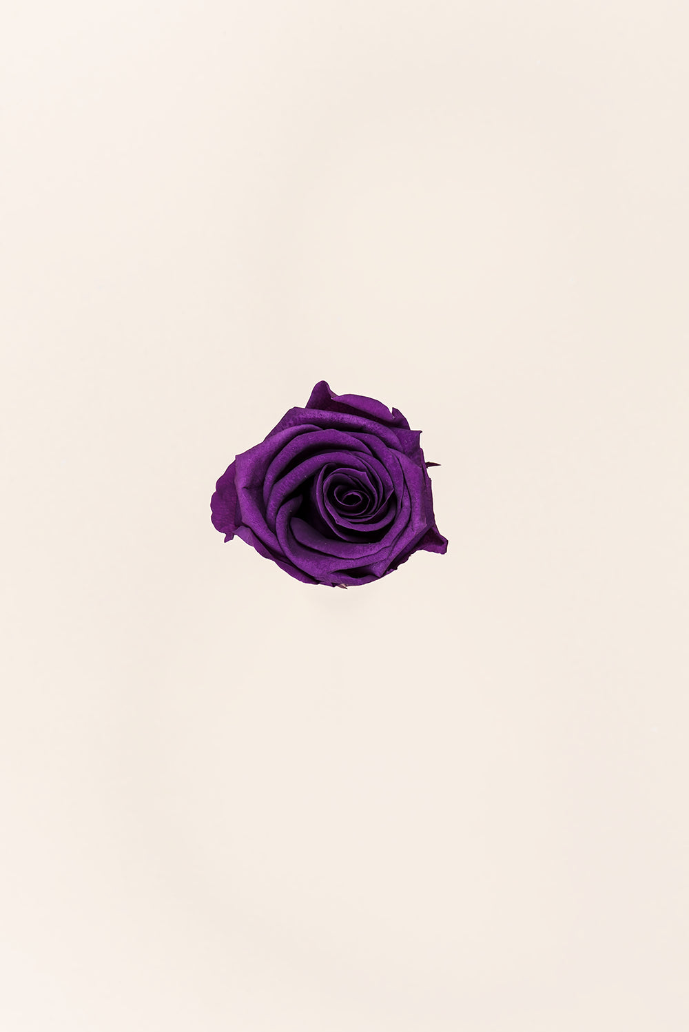 Rose médium en vrac - Paquet de 192 u.