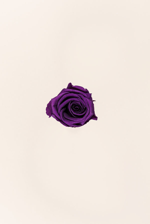 Rose Medium - Boîte 8 têtes
