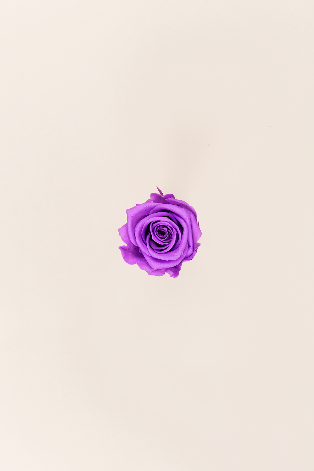Rose médium en vrac - Paquet de 192 u.