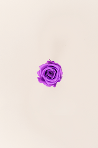 Bright Lilac