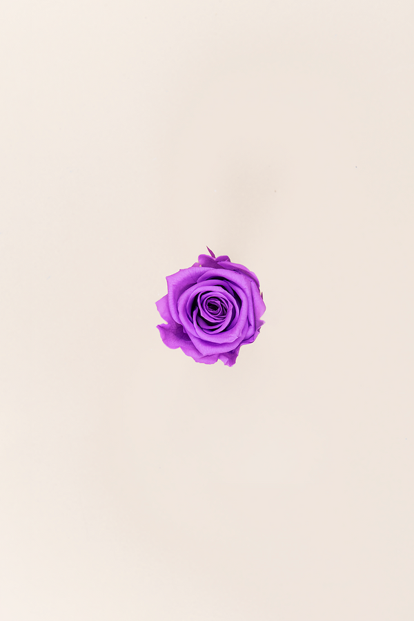 Rose Medium - Boîte 8 têtes